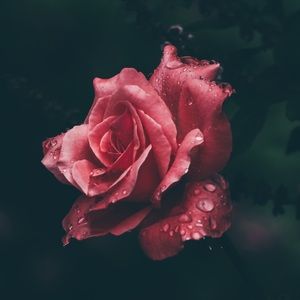 Meet your Posher, A.